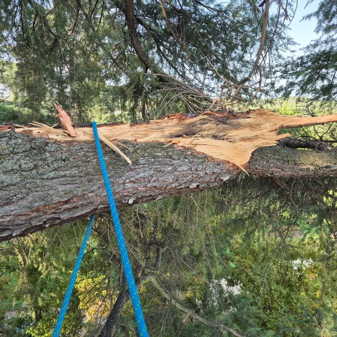 Rama de árbol astillada y rota asegurada con una cuerda azul en un entorno boscoso.