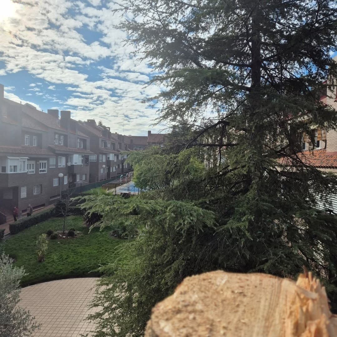 Gran árbol frente a edificios residenciales de ladrillo bajo un cielo azul con nubes blancas.