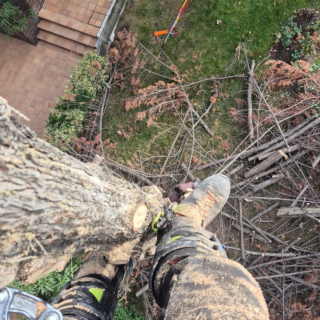 Arborista escalando un tronco visto desde arriba, con ramas taladas esparcidas sobre el césped.