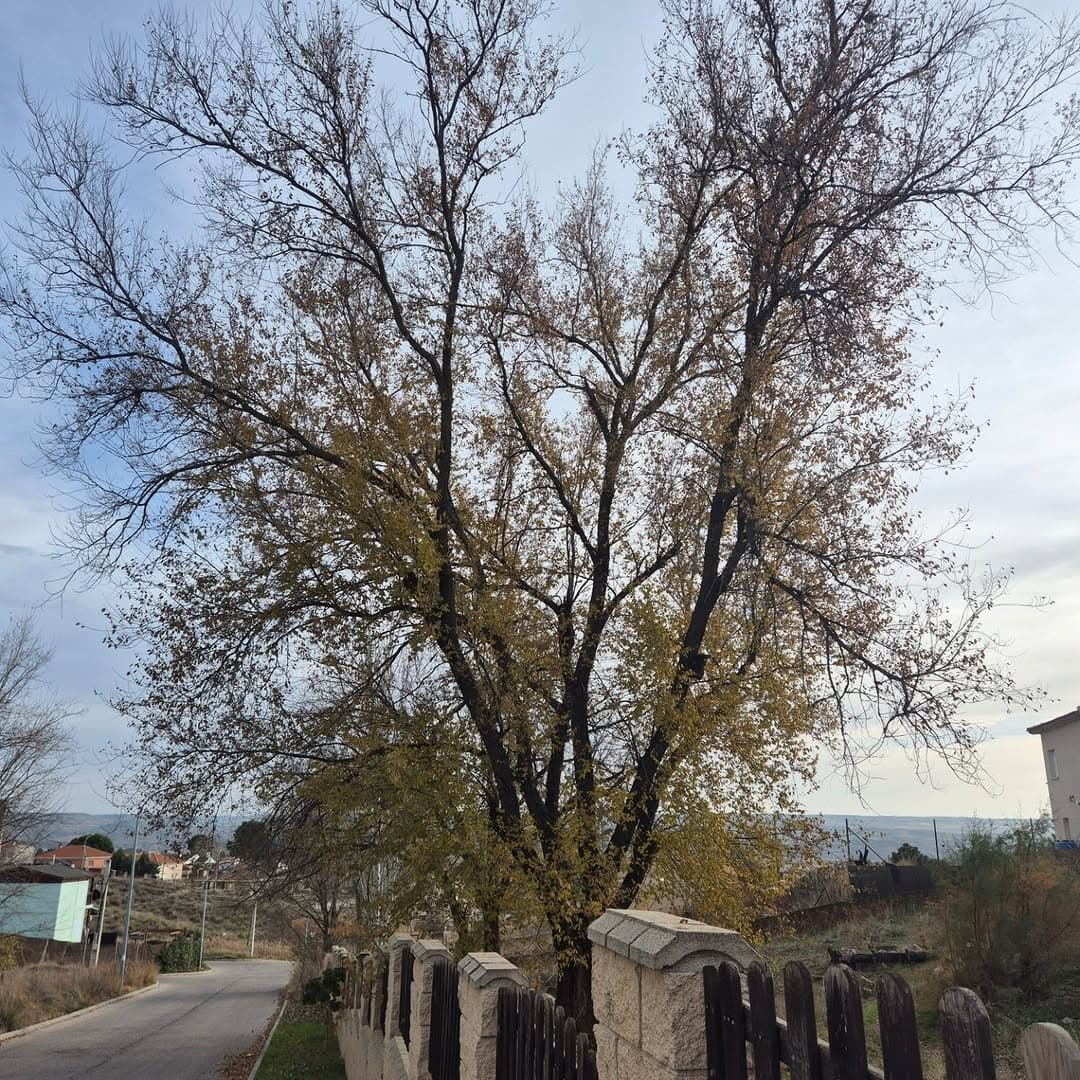 Gran árbol de otoño con hojas amarillentas junto a un camino y una valla rústica.