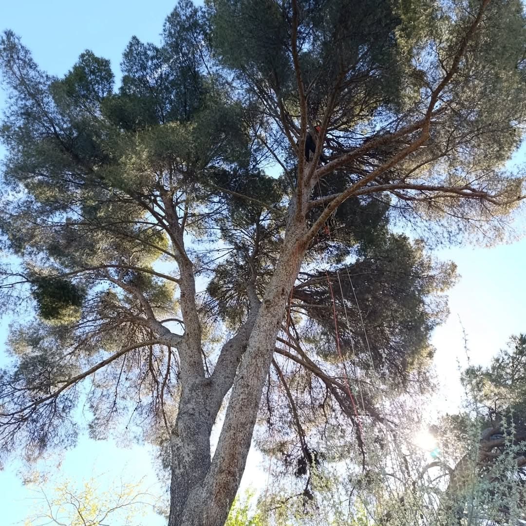 Un arborista escala un pino alto usando cuerdas de seguridad bajo el sol brillante.