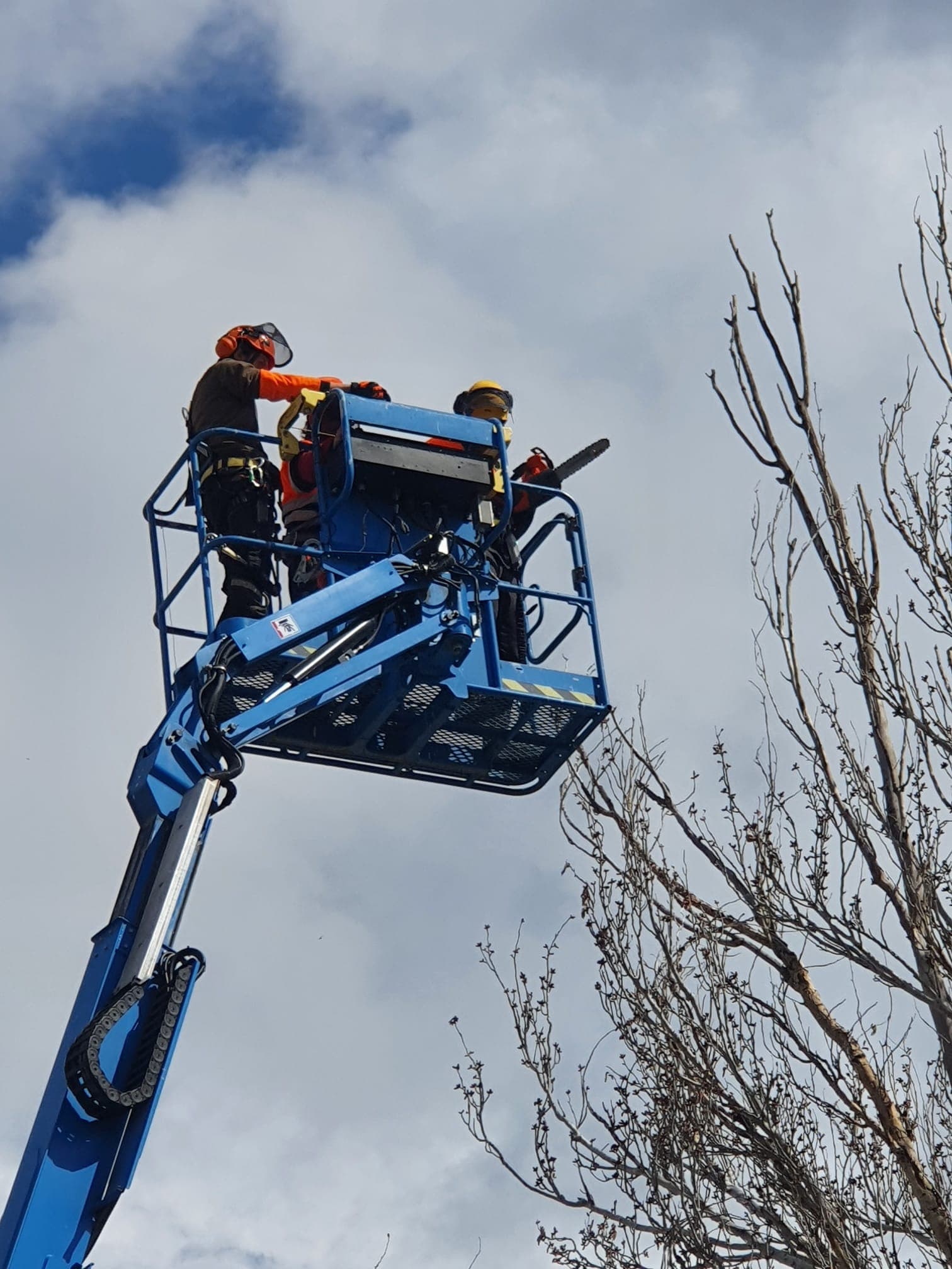 Dos operarios en una plataforma elevadora azul usan una motosierra para podar un árbol alto.