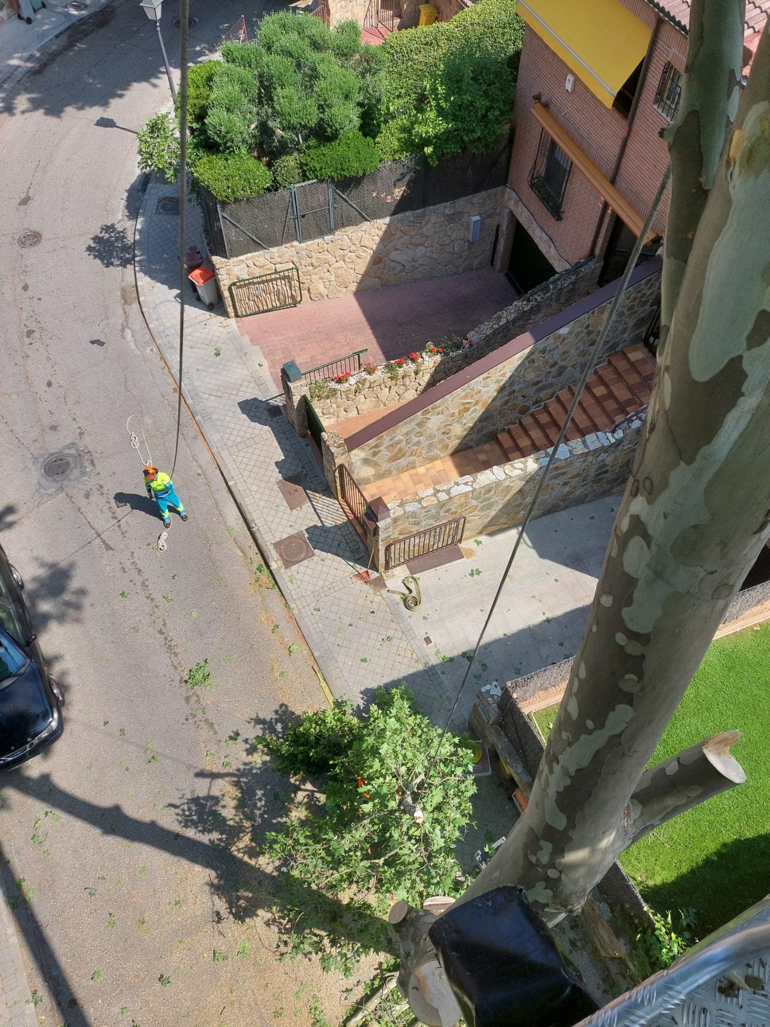 Vista desde un árbol de un operario realizando trabajos de poda en una calle residencial.
