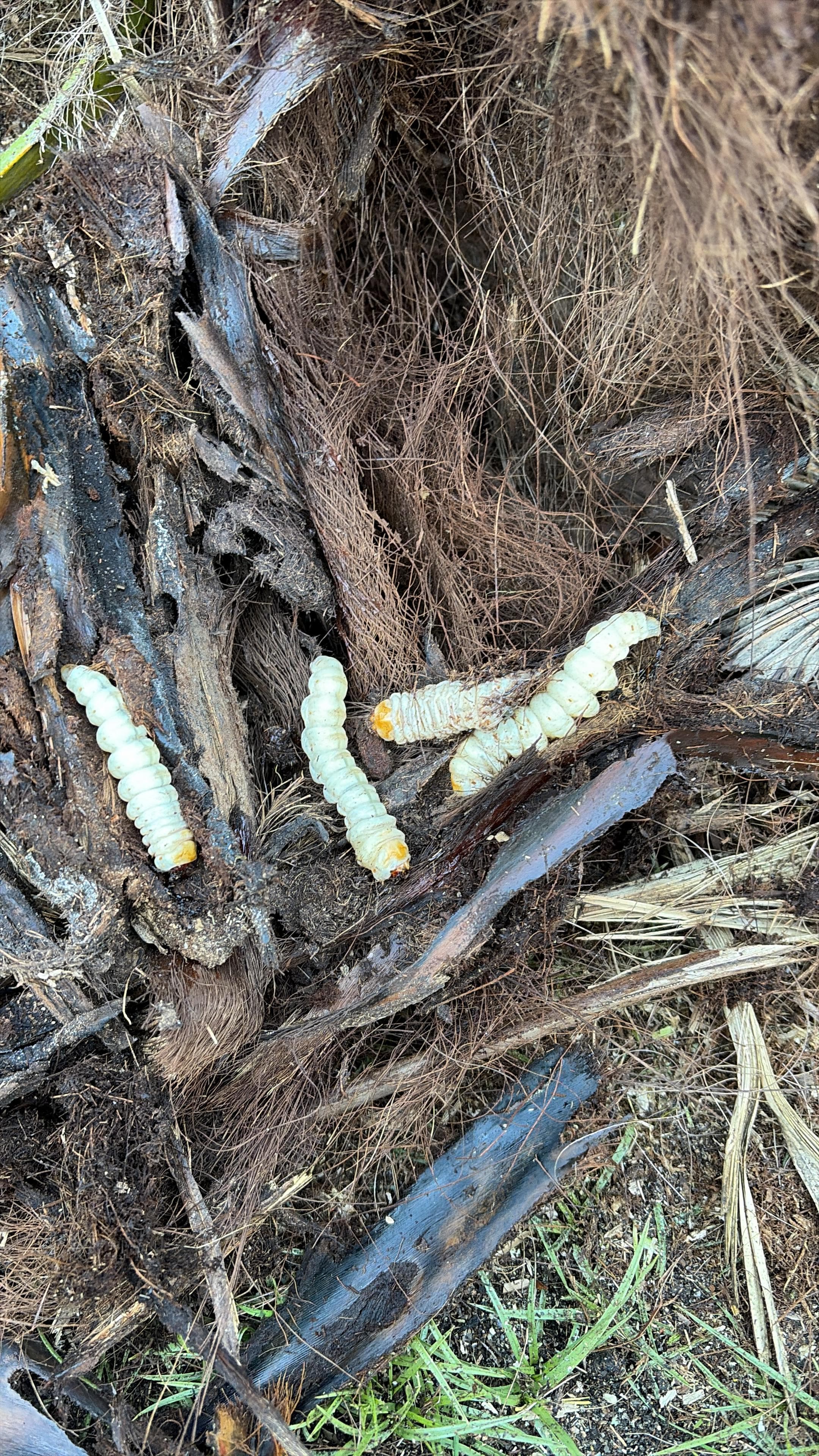 Cuatro larvas blancas grandes y segmentadas sobre restos de madera oscura y fibras vegetales marrones.