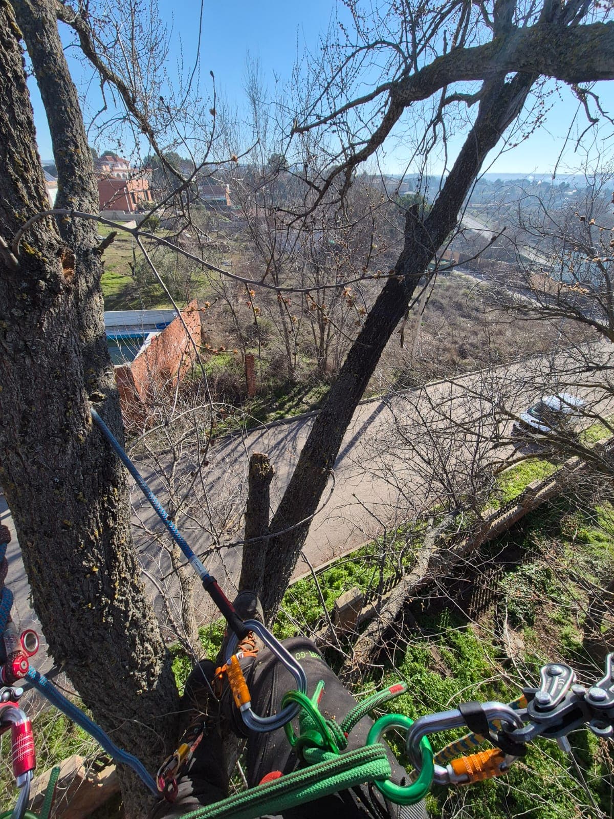 Perspectiva de un arborista en un árbol, mostrando cuerdas de seguridad y una calle lejana.