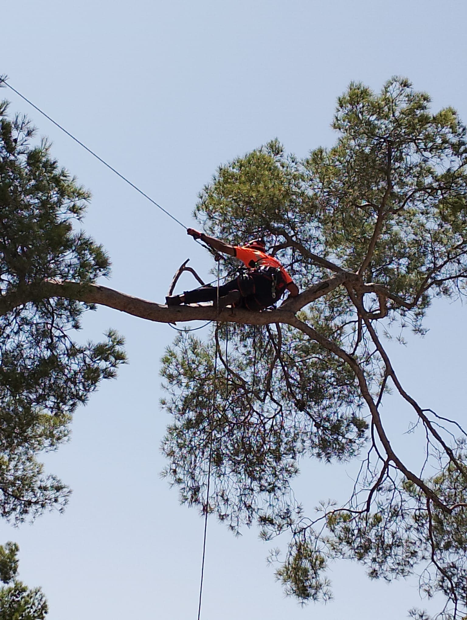 Arborista con equipo naranja y cuerdas de seguridad en la rama de un pino.